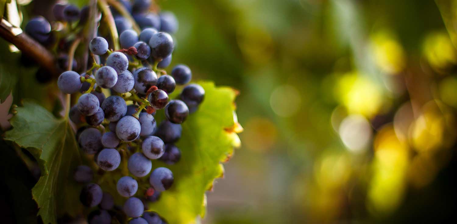 Celebrate the Lodi Grape Festival with a Stay at The Days Inn & Suites Lodi