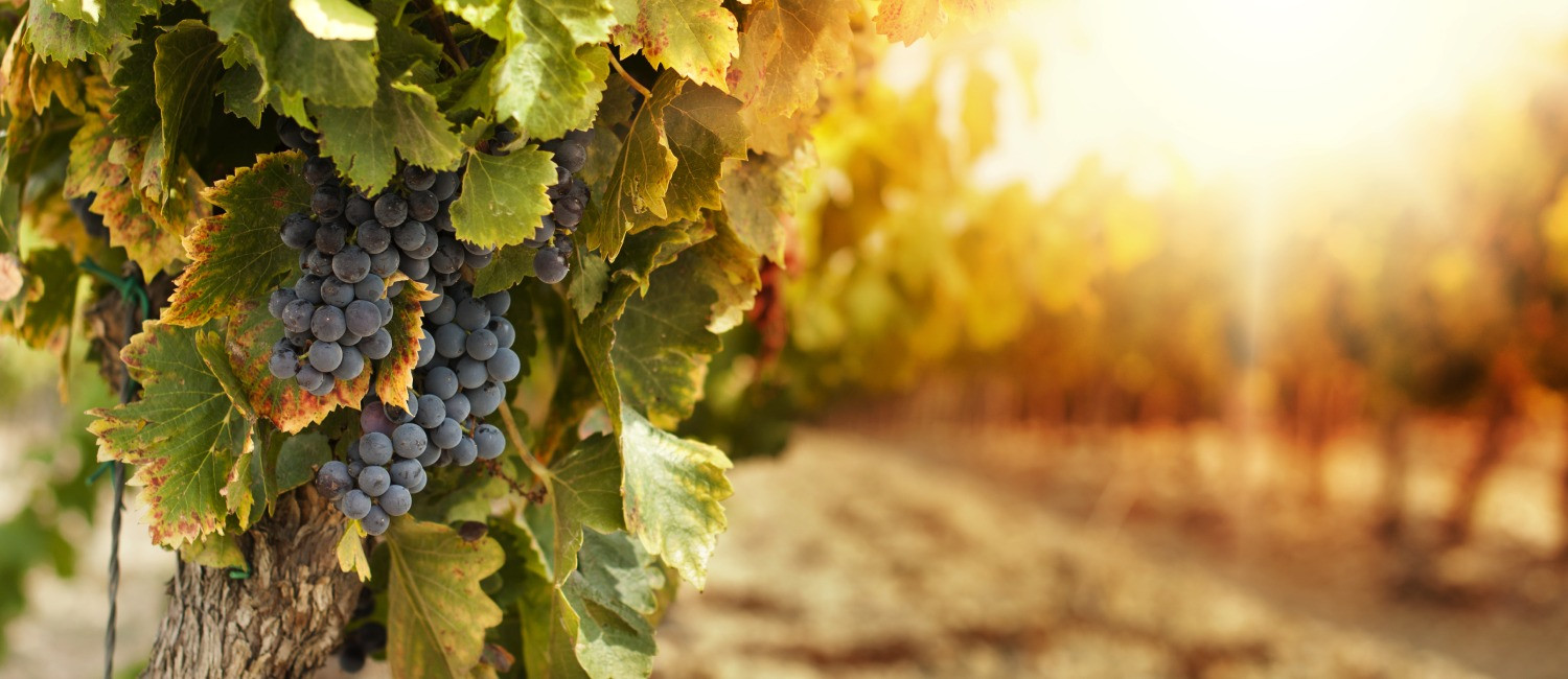 Explore Lodi Attractions
